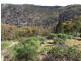 Black Pine Clements Road, Woodstock NSW 2793