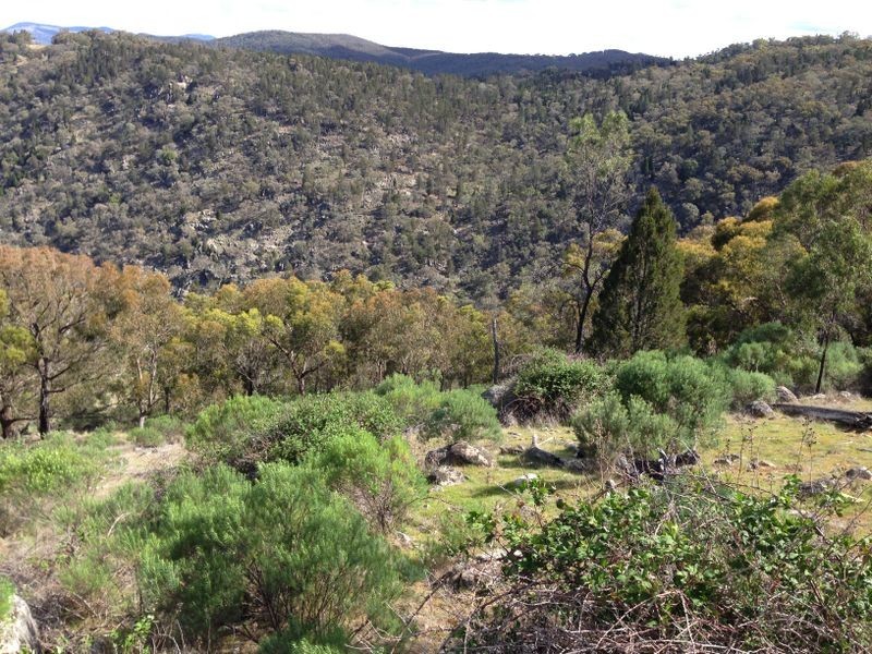 Black Pine Clements Road, Woodstock NSW 2793