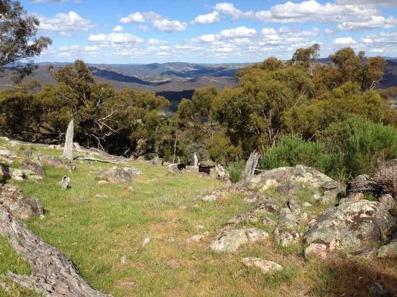 Black Pine Clements Road, Woodstock NSW 2793