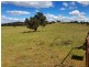 Black Pine Clements Road, Woodstock NSW 2793
