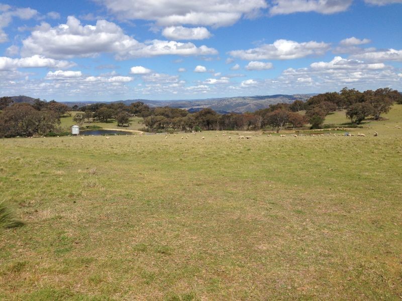 Black Pine Clements Road, Woodstock NSW 2793