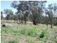 Kanangra Glen/27 Old Boorowa Road, Cowra NSW 2794