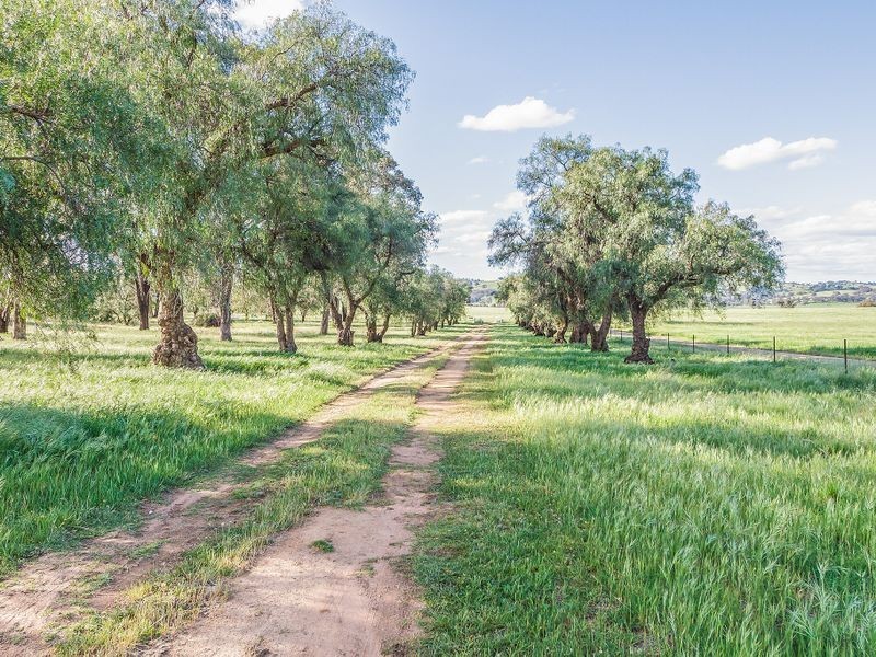 Minimbah/800 Pine Mount Rd (Woodstock) via, Cowra NSW 2794