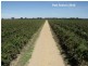 605 Mid Western Highway, Cowra NSW 2794