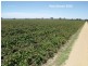 605 Mid Western Highway, Cowra NSW 2794
