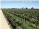 605 Mid Western Highway, Cowra NSW 2794