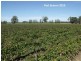 605 Mid Western Highway, Cowra NSW 2794