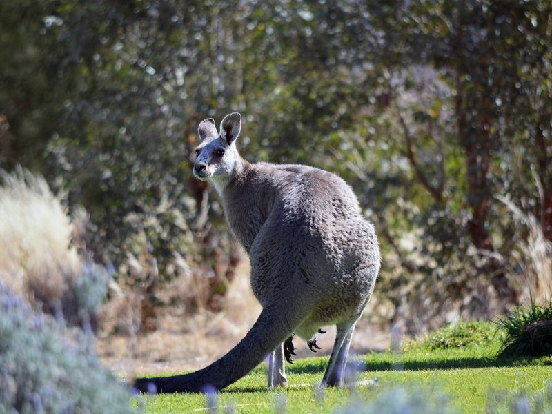 174 Paytens Lane, Cowra NSW 2794