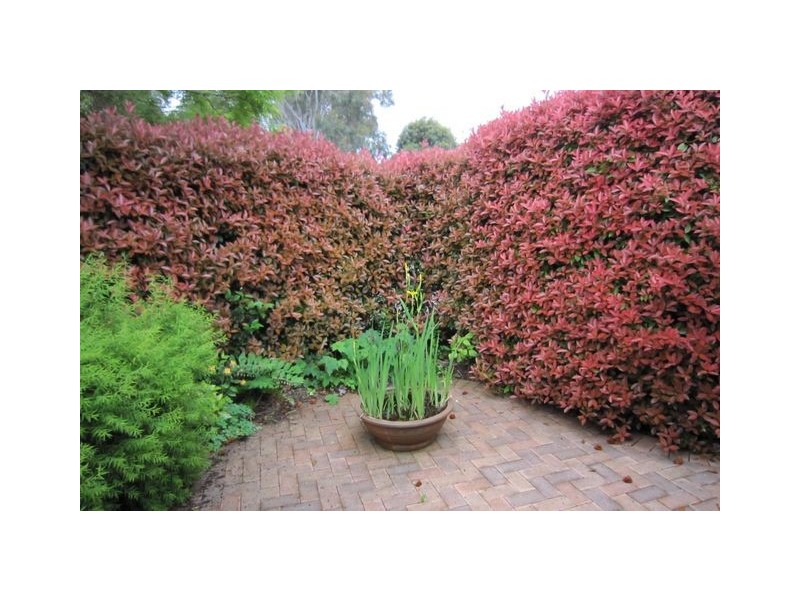 16 Dorrit Black Crescent, Lyneham ACT 2602