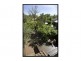 127 Antill Street, Downer ACT 2602