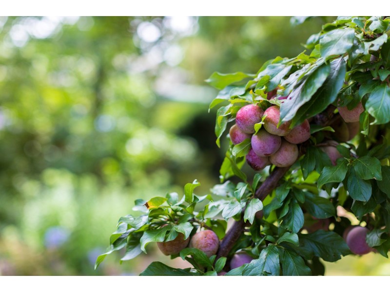 44 Raymond Place, Ainslie ACT 2602