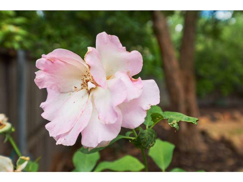 8 Colton Place, Downer ACT 2602