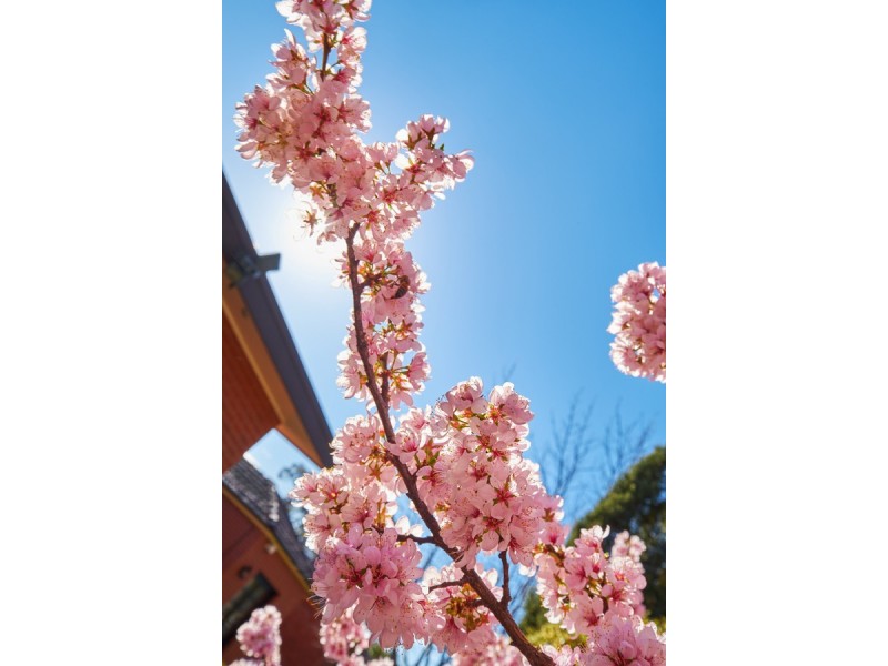 7 Ebden Street, Ainslie ACT 2602