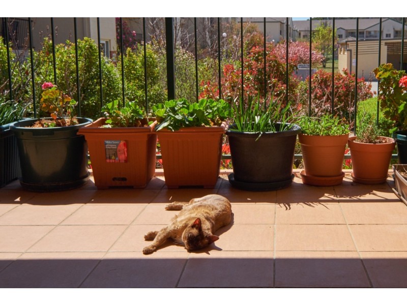 59/21 Aspinall Street, Watson ACT 2602