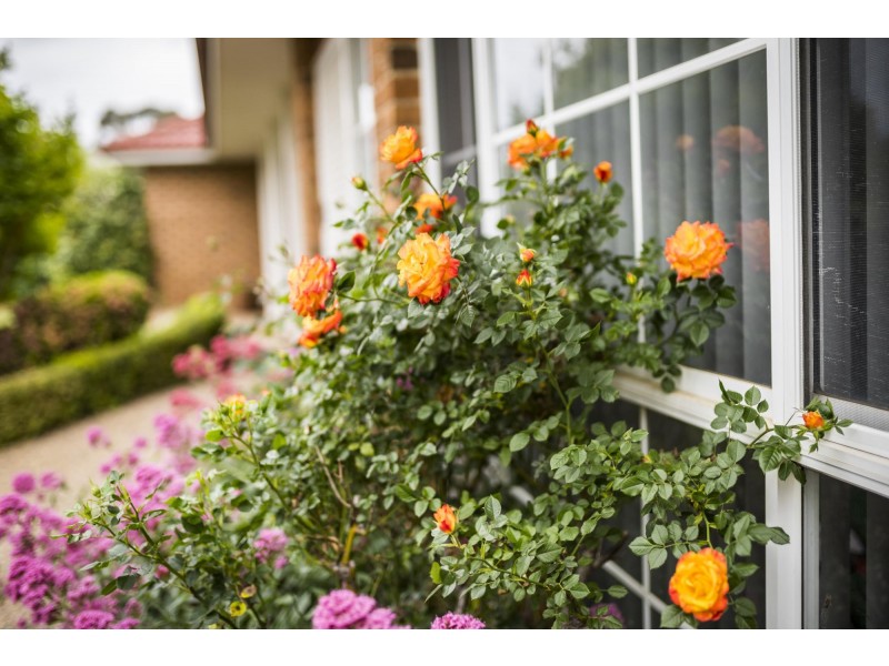 21 Amagula Avenue, Ngunnawal ACT 2913