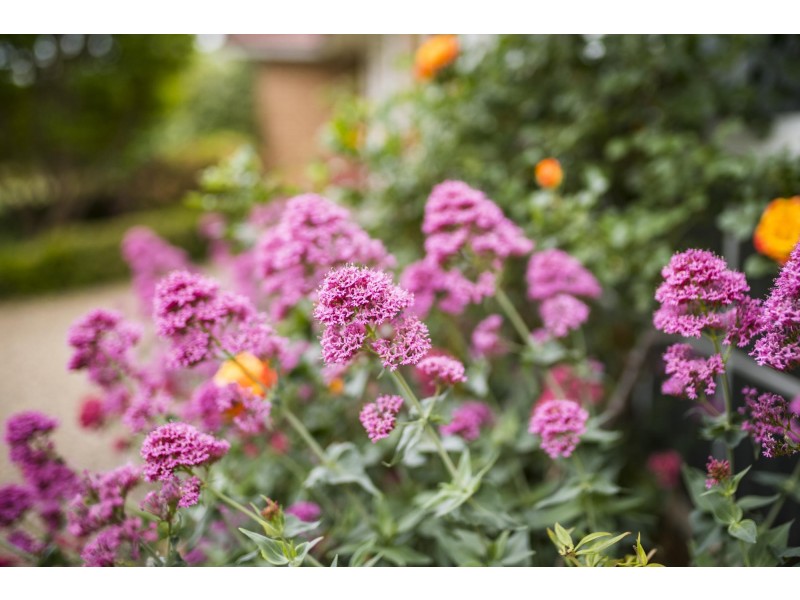 21 Amagula Avenue, Ngunnawal ACT 2913