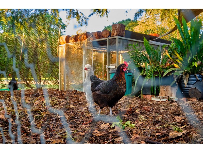 1/6 Tyson Street, Ainslie ACT 2602