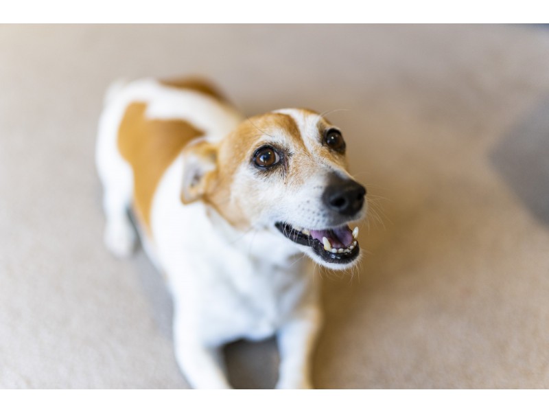 7/9 Ferry Place, Gordon ACT 2906