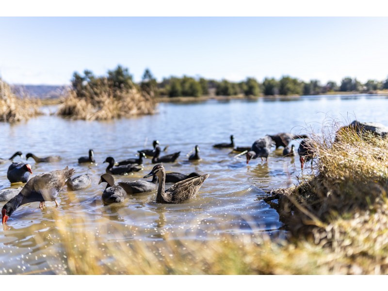 7/9 Ferry Place, Gordon ACT 2906