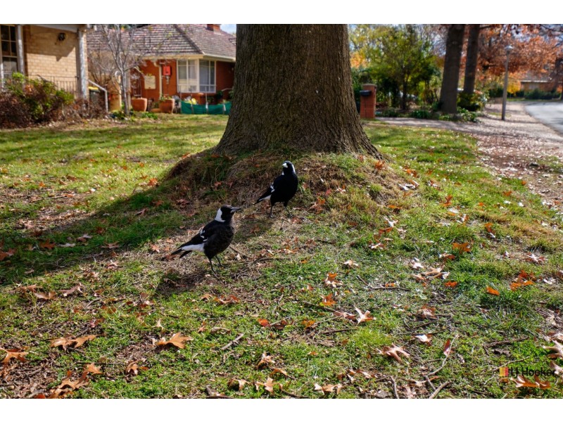 58 A’Beckett Street, Watson ACT 2602