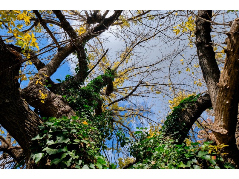 58 A’Beckett Street, Watson ACT 2602