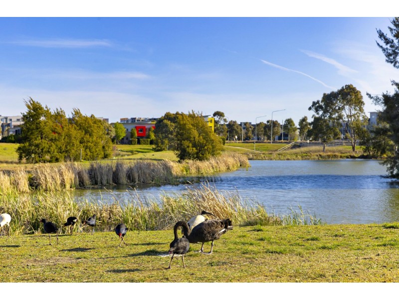 55/141 Mapleton Avenue, Harrison ACT 2914