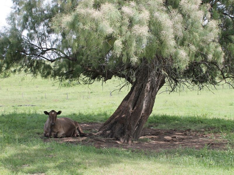 51 Long Gully Road, Summerholm QLD 4341