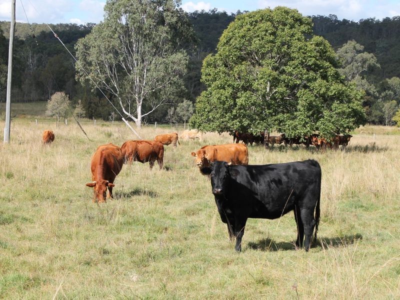 51 Long Gully Road, Summerholm QLD 4341