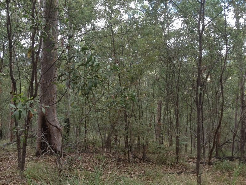 Laidley South QLD 4341