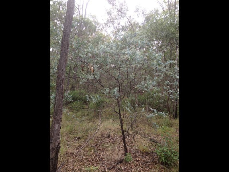 Laidley South QLD 4341