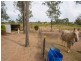 Blenheim QLD 4341
