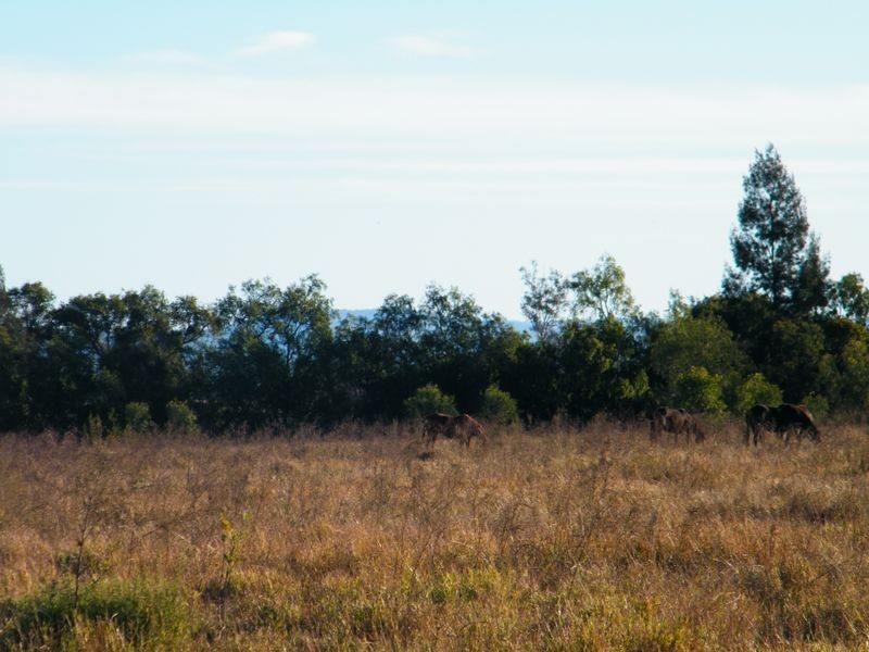 1/ Forest Hill-Fernvale Road, Glenore Grove QLD 4342