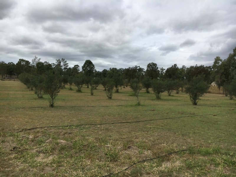 88 Staatz Quarry Road, Regency Downs QLD 4341