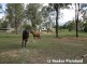13 Andrews Ct, Regency Downs QLD 4341