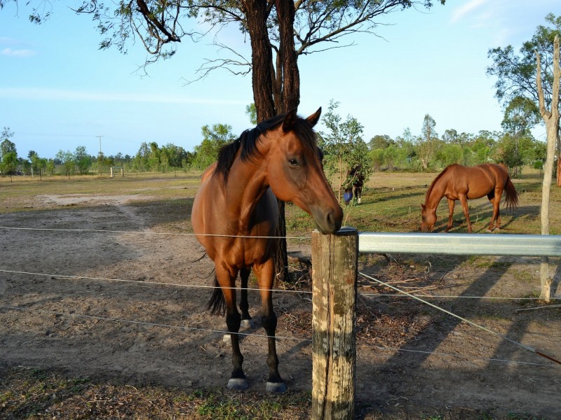 56 Brightview Rd, Regency Downs QLD 4341