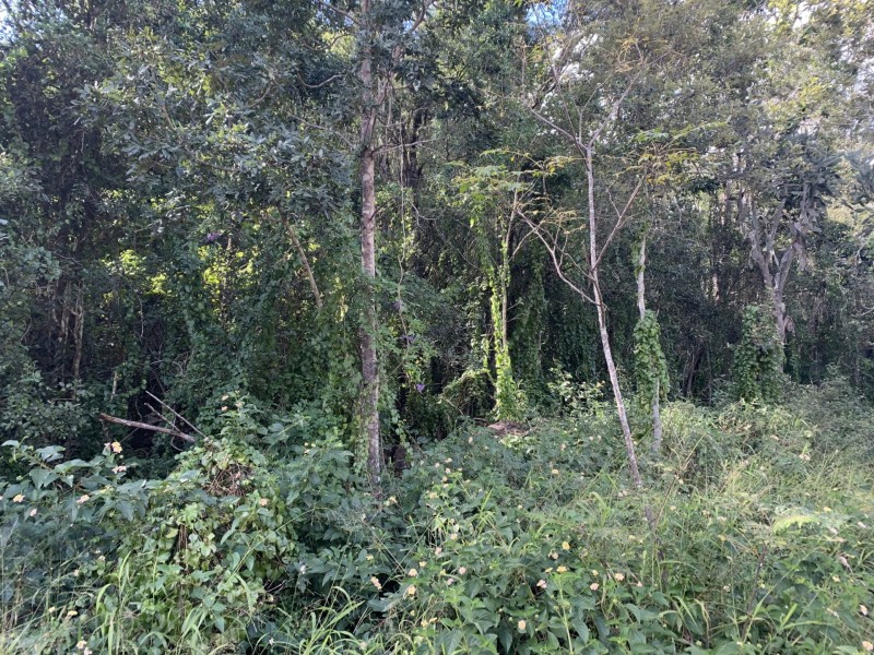 167 Sawpit Gully Rd, Rockmount QLD 4344