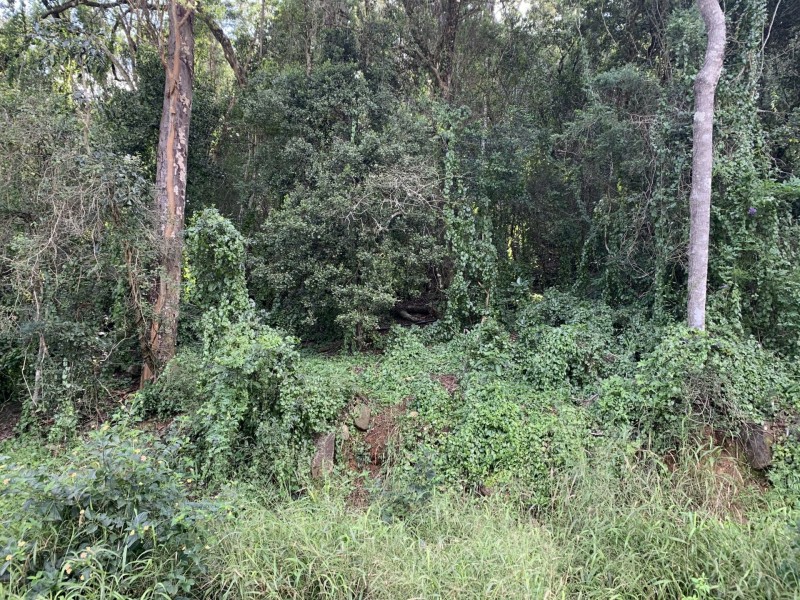 167 Sawpit Gully Rd, Rockmount QLD 4344