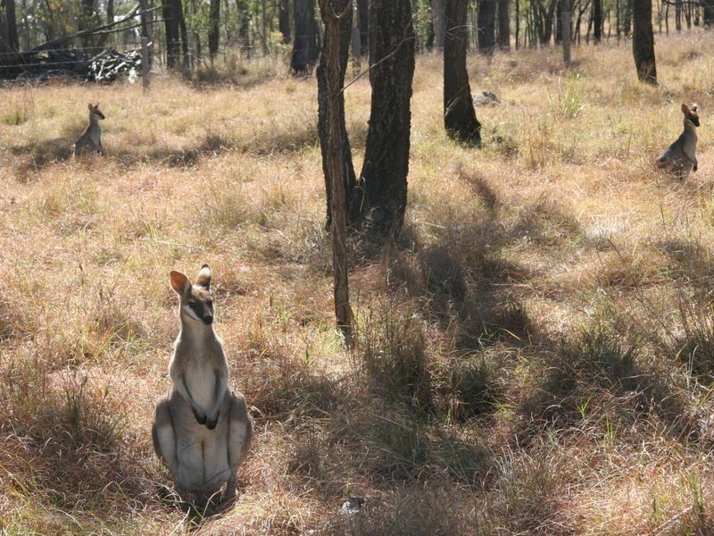 8 Forest Ridge Court, Mount Mort QLD 4340