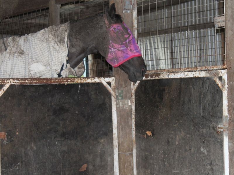 55 Keanes Road, Rosewood QLD 4340