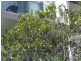 8/44 Buckingham St, Surry Hills NSW 2010