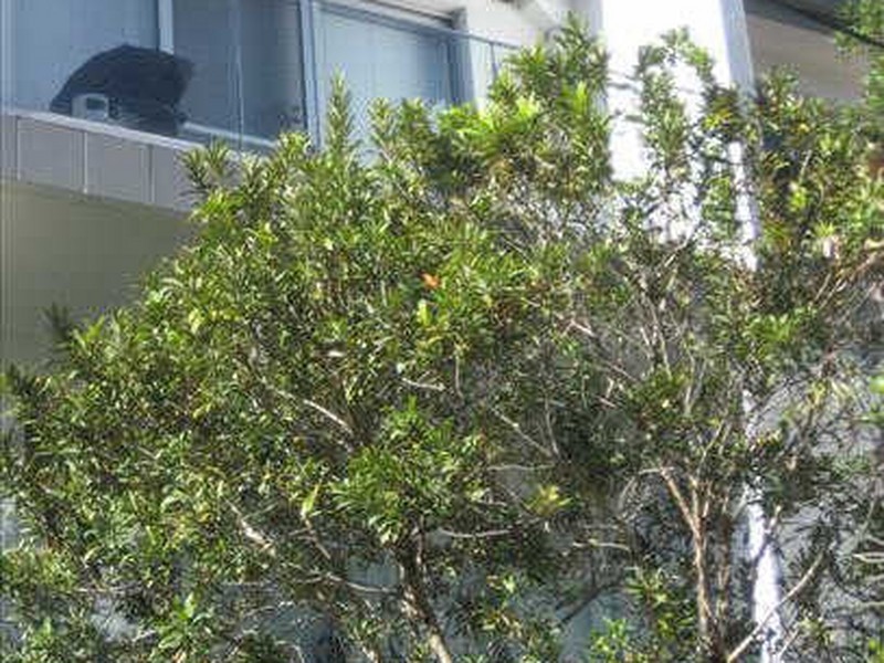 8/44 Buckingham St, Surry Hills NSW 2010