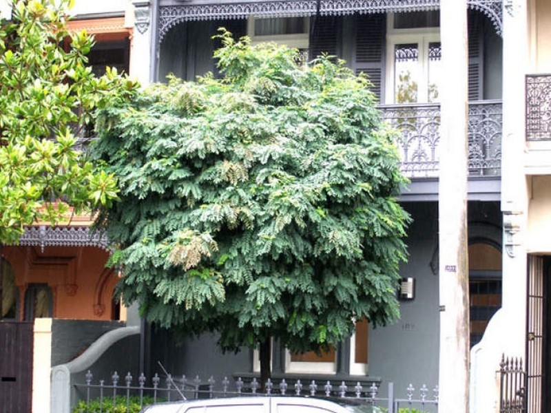 107 Jersey Road, Woollahra NSW 2025