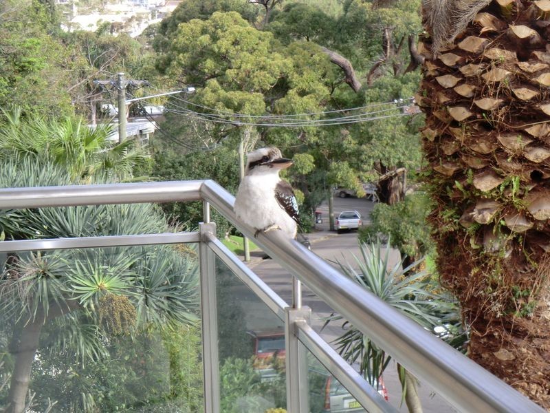 1/11 Cooper Park Road, Bellevue Hill NSW 2023