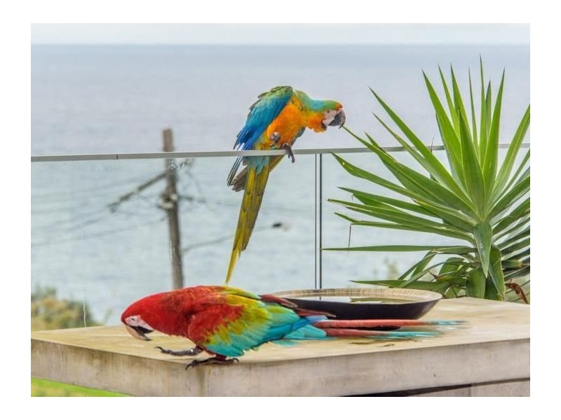 10/19 Young Street, Vaucluse NSW 2030