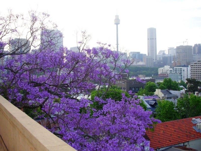 6/1 Thomson Street, Darlinghurst NSW 2010