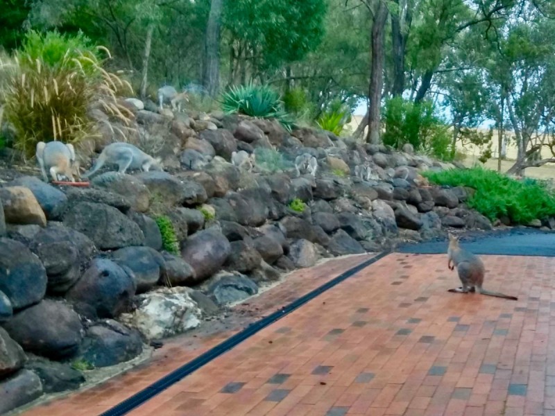 532 Emu Creek Road, Emu Vale QLD 4371