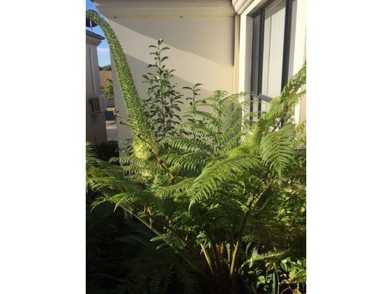 20 Elfin Street, Robina QLD 4226