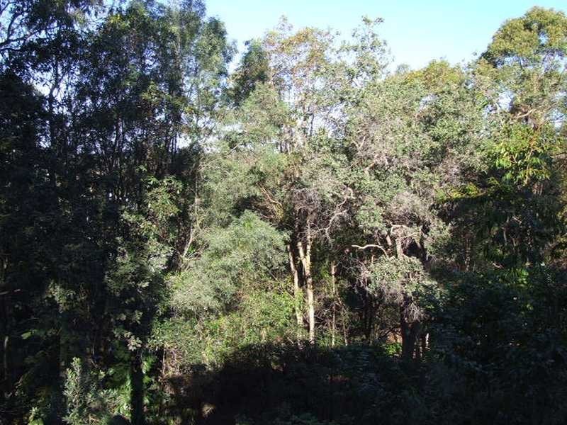29 Cobai Drive, Mudgeeraba QLD 4213