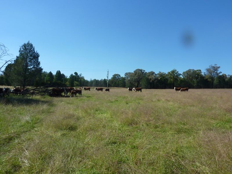 Lot 181 Westella Road Wongarbon, Wongarbon NSW 2831