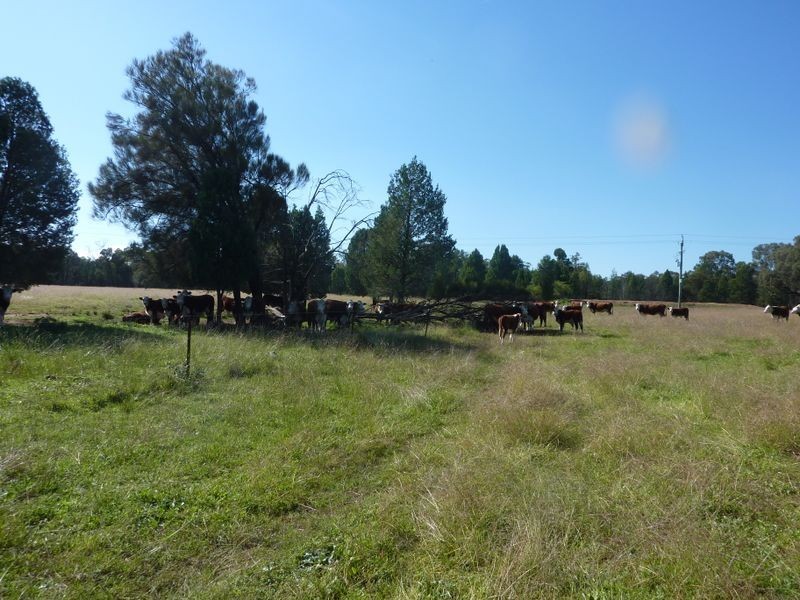 Lot 181 Westella Road Wongarbon, Wongarbon NSW 2831